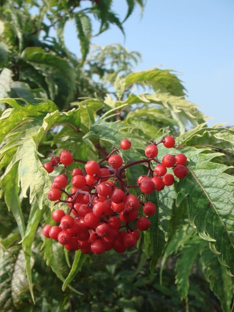 Sambucus racemosa 'Plumosa Aurea' fruit